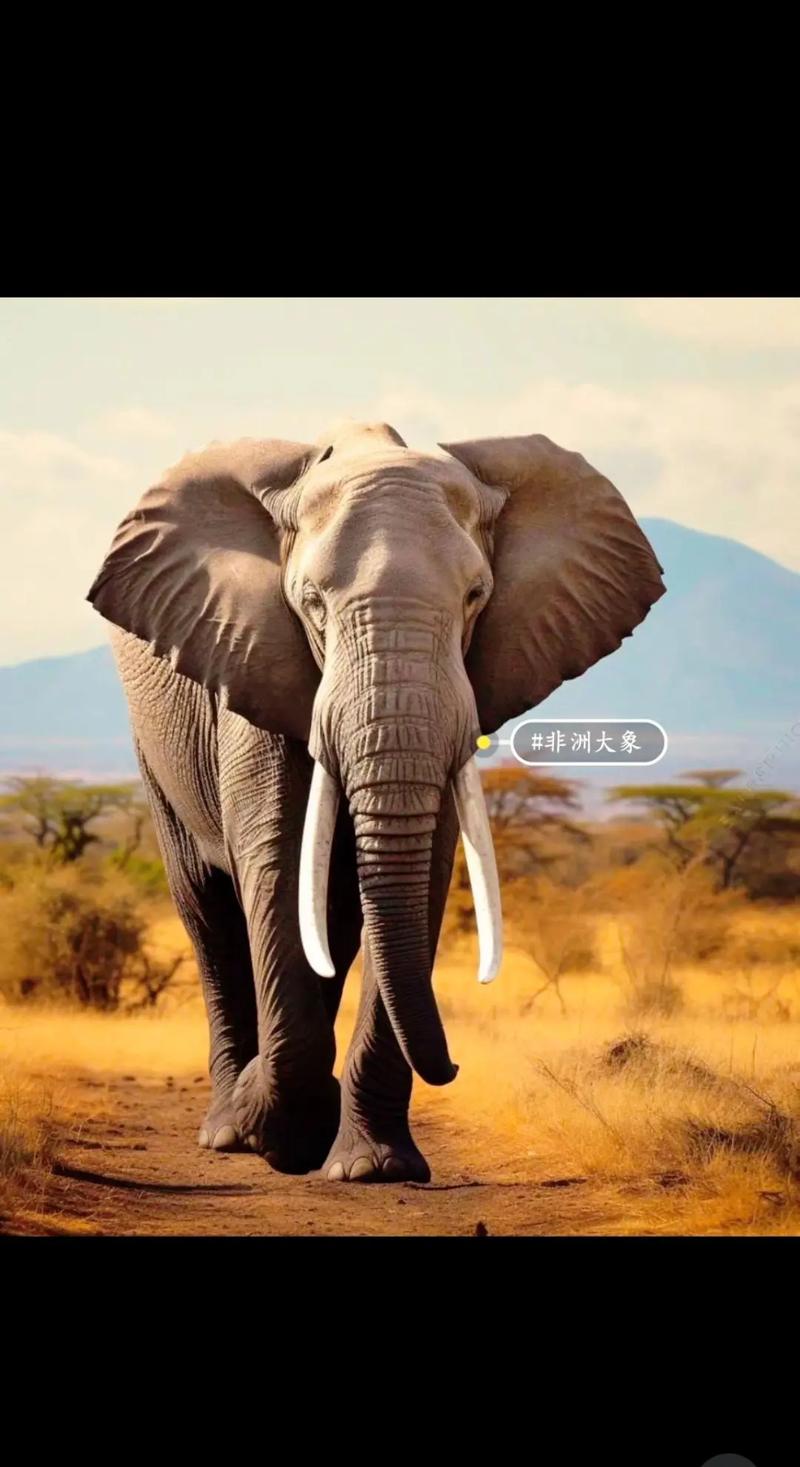 野生大象自助下单平台