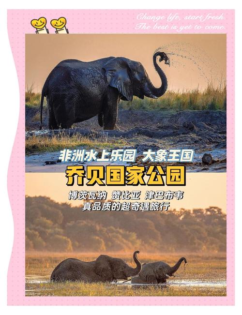 野生大象自助下单平台